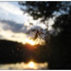 Spinne am Abend