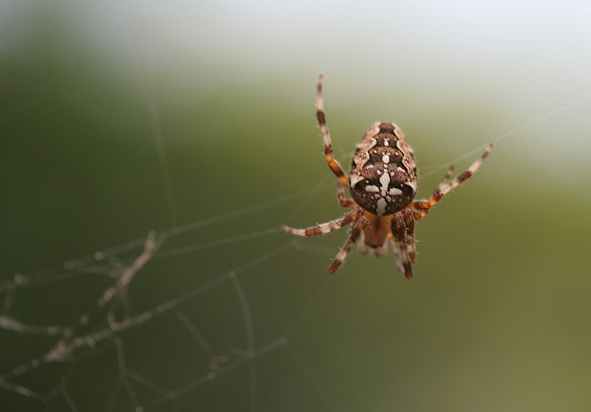 Spinne am Abend...