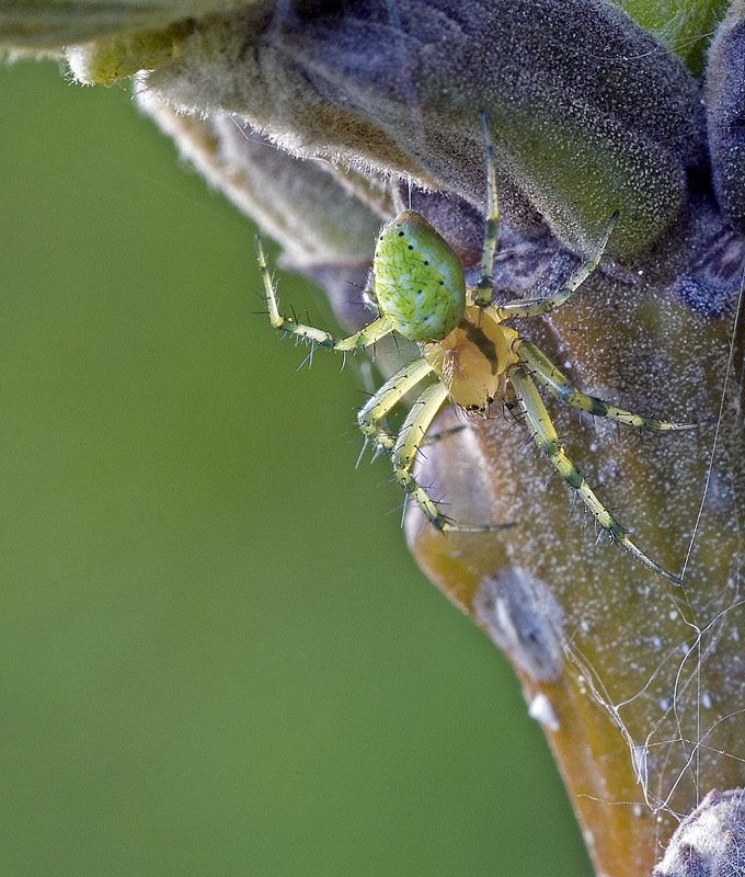 Spinne am Abend