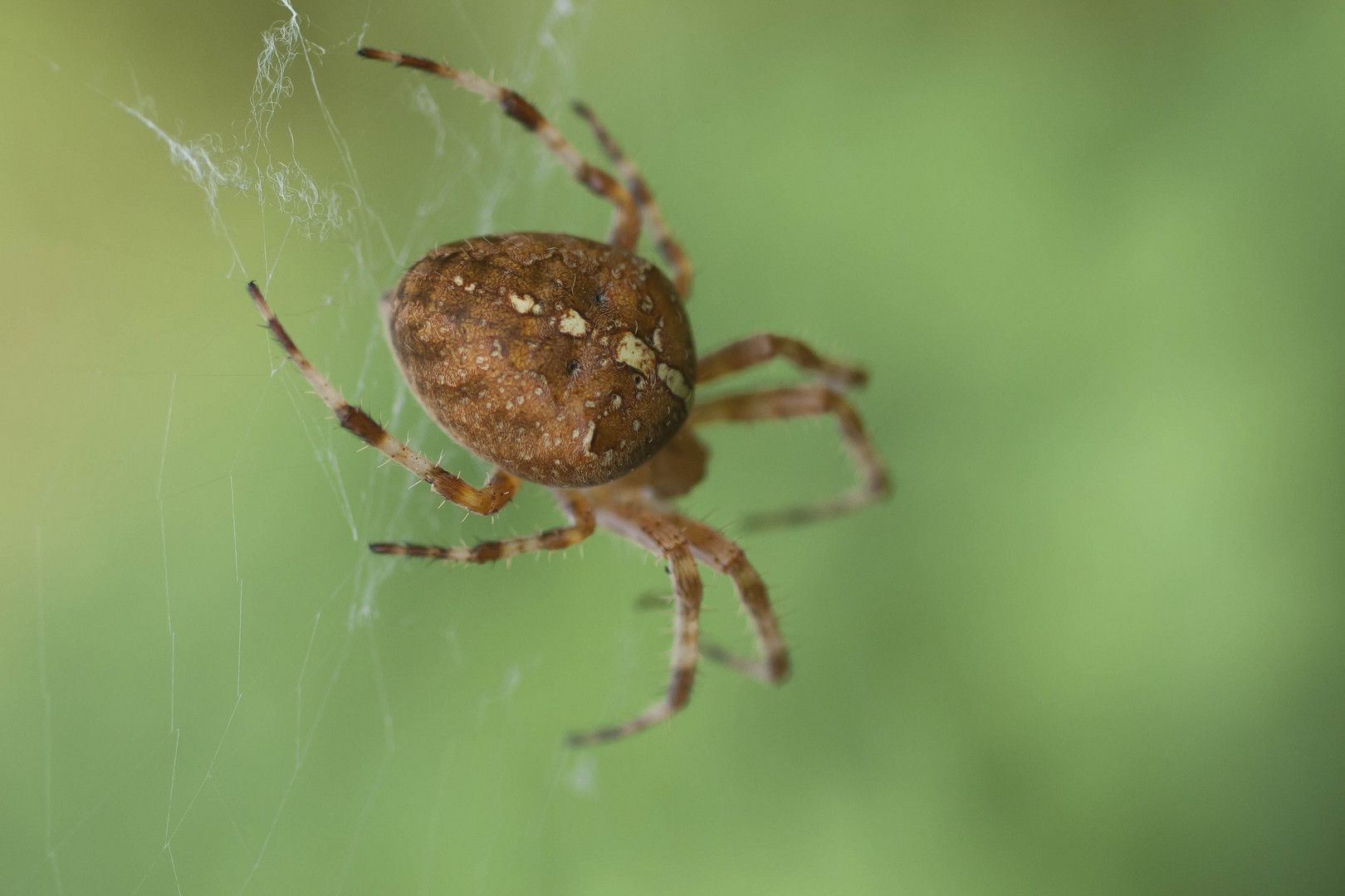 Spinne am Abend...