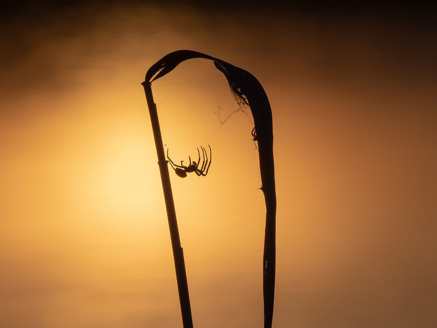 Spinne am Abend