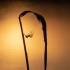 Spinne am Abend