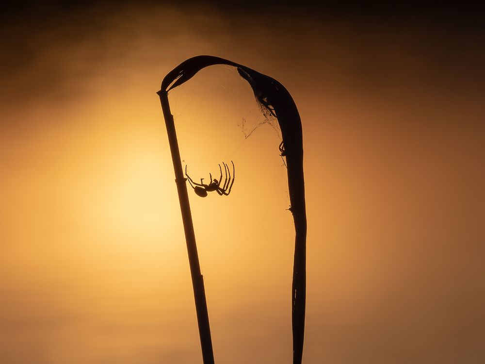 Spinne am Abend