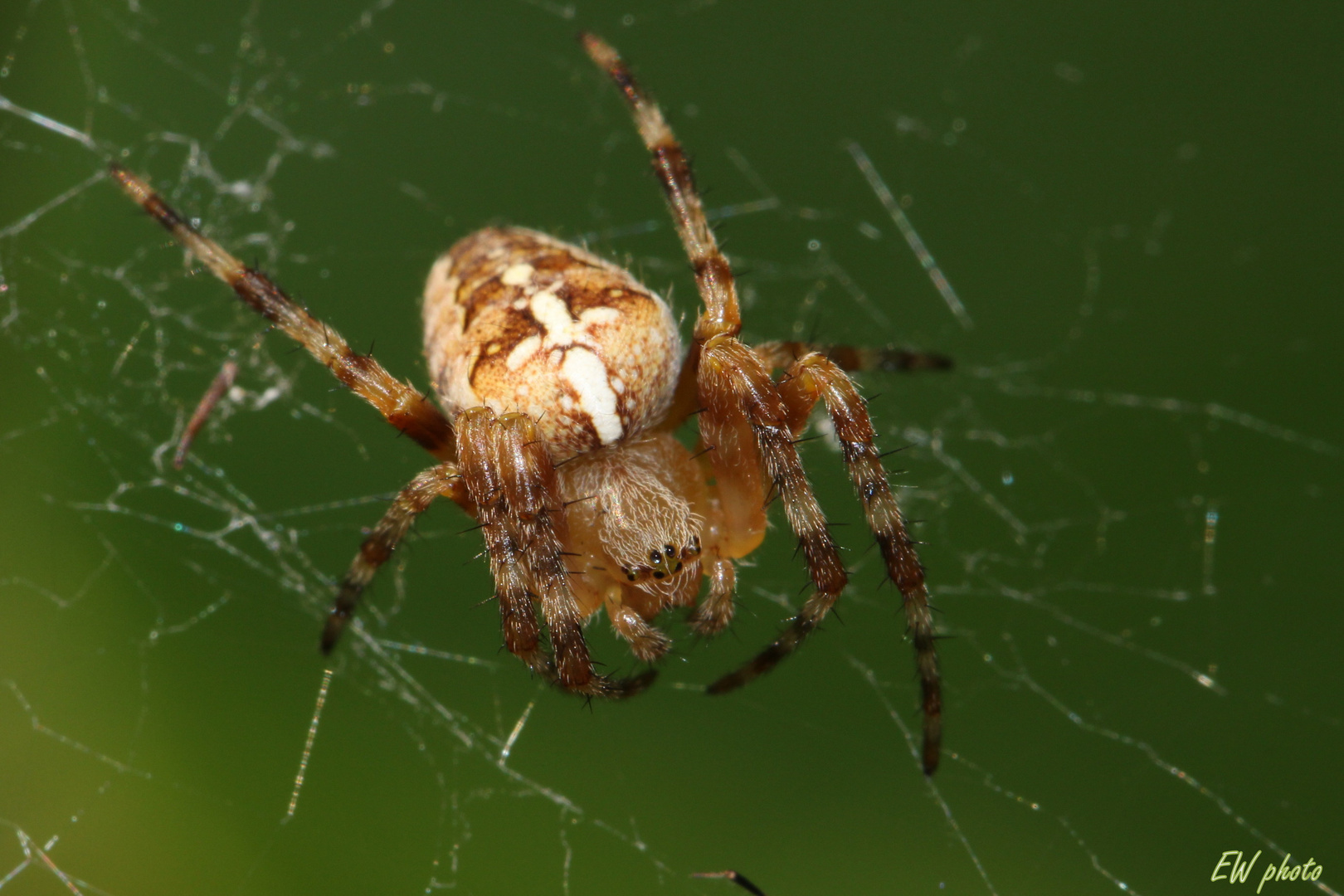 Spinne am Abend...