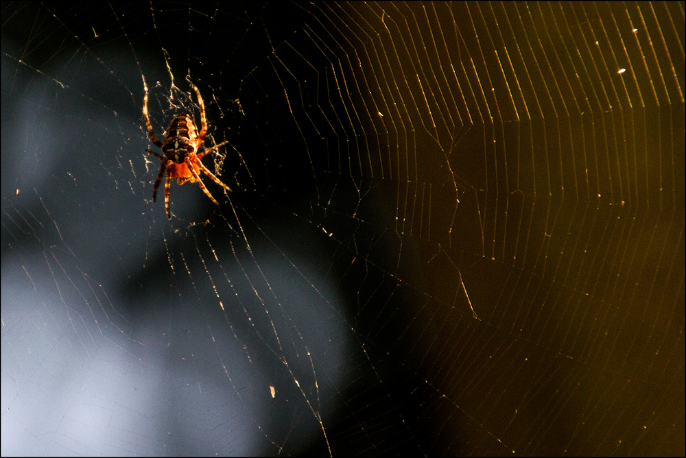 Spinne am Abend