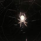 Spinne am Abend