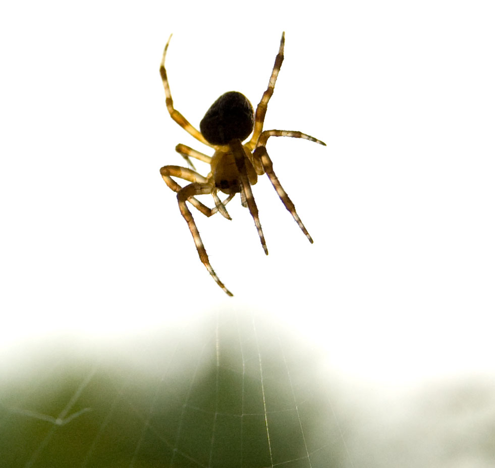 Spinne am Abend ....