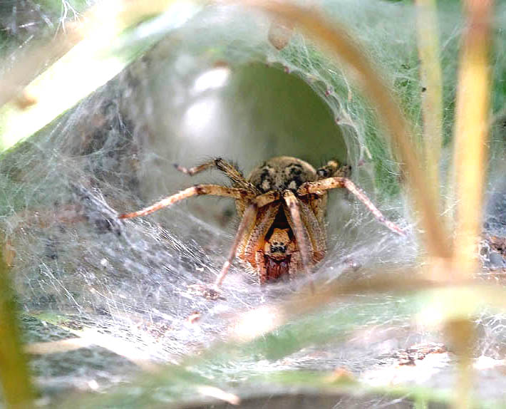 Spinne am Abend........!!