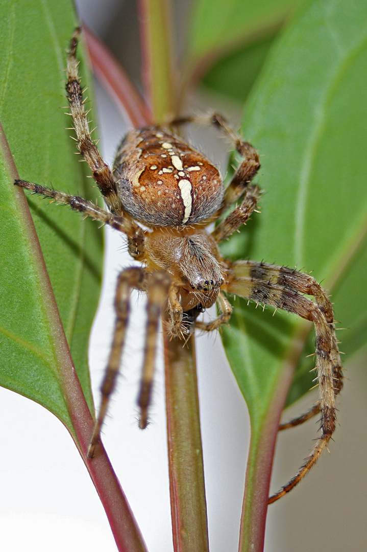 Spinne am Abend ...