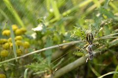 Spinne am Abend - erquickend und labend