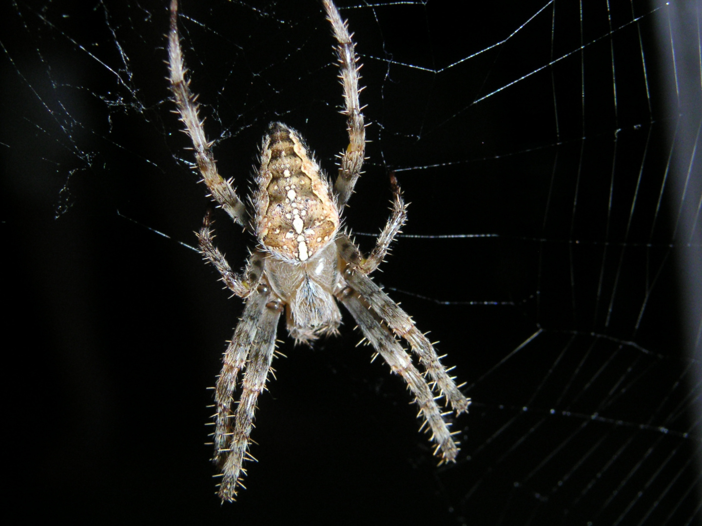 Spinne am Abend erquickend und labend