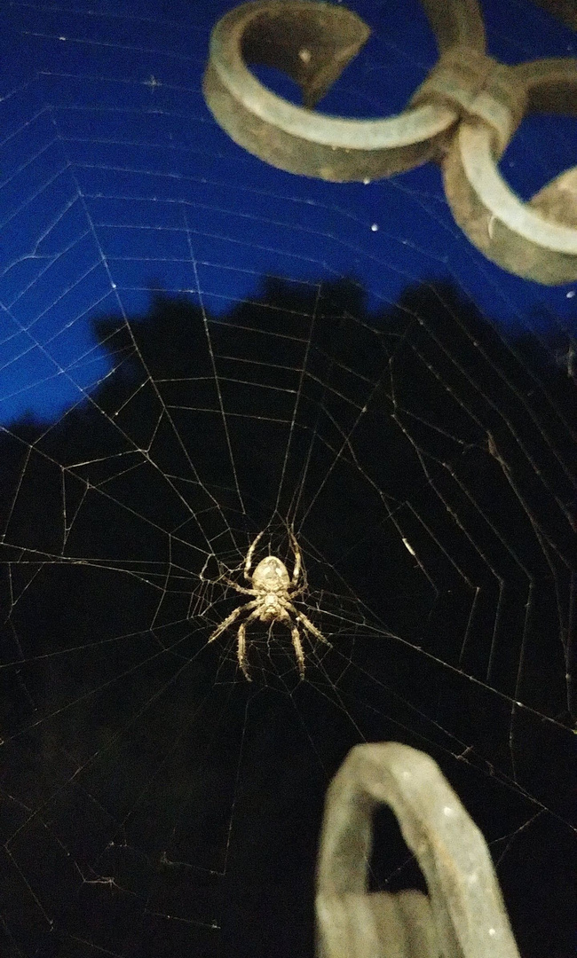 Spinne am Abend erquickend und labend