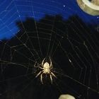 Spinne am Abend erquickend und labend