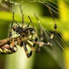 Spinne am Abend - erquickend und labend ...