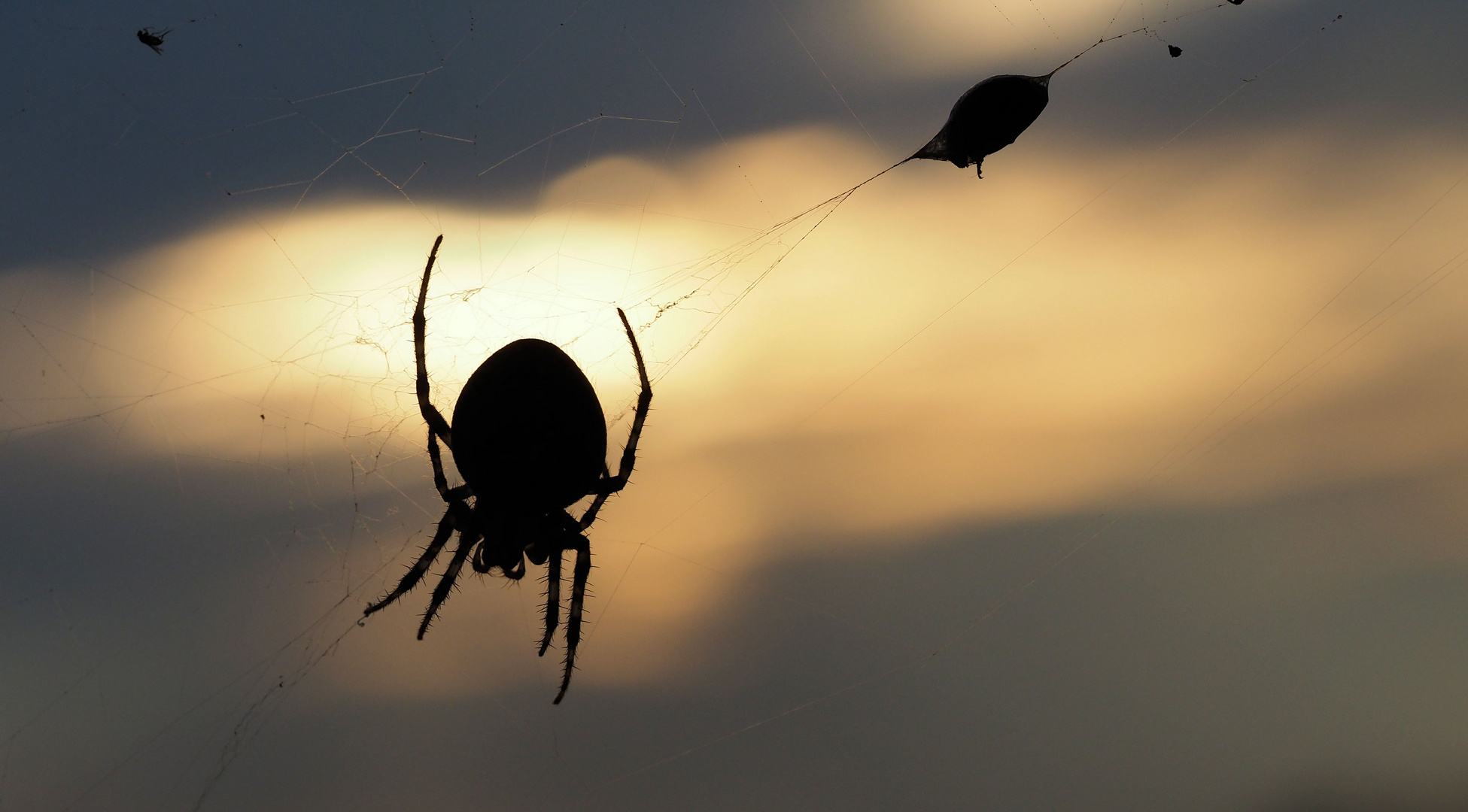 Spinne am Abend und du kannst am Glück dich laben.....