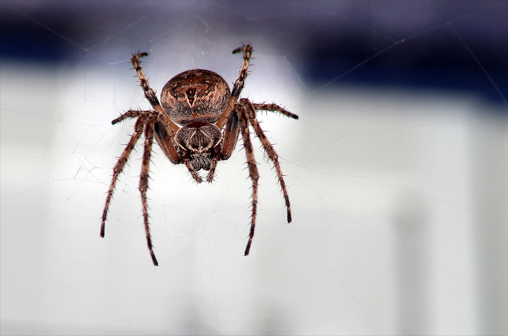 Spinne am Bahnhof #1