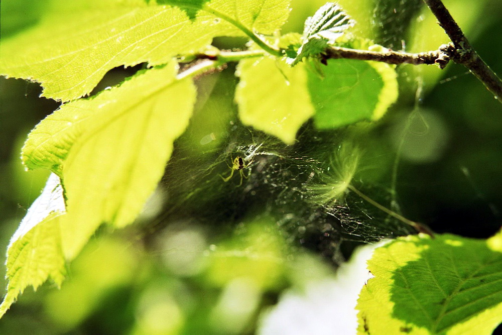 Spinne am Blatt