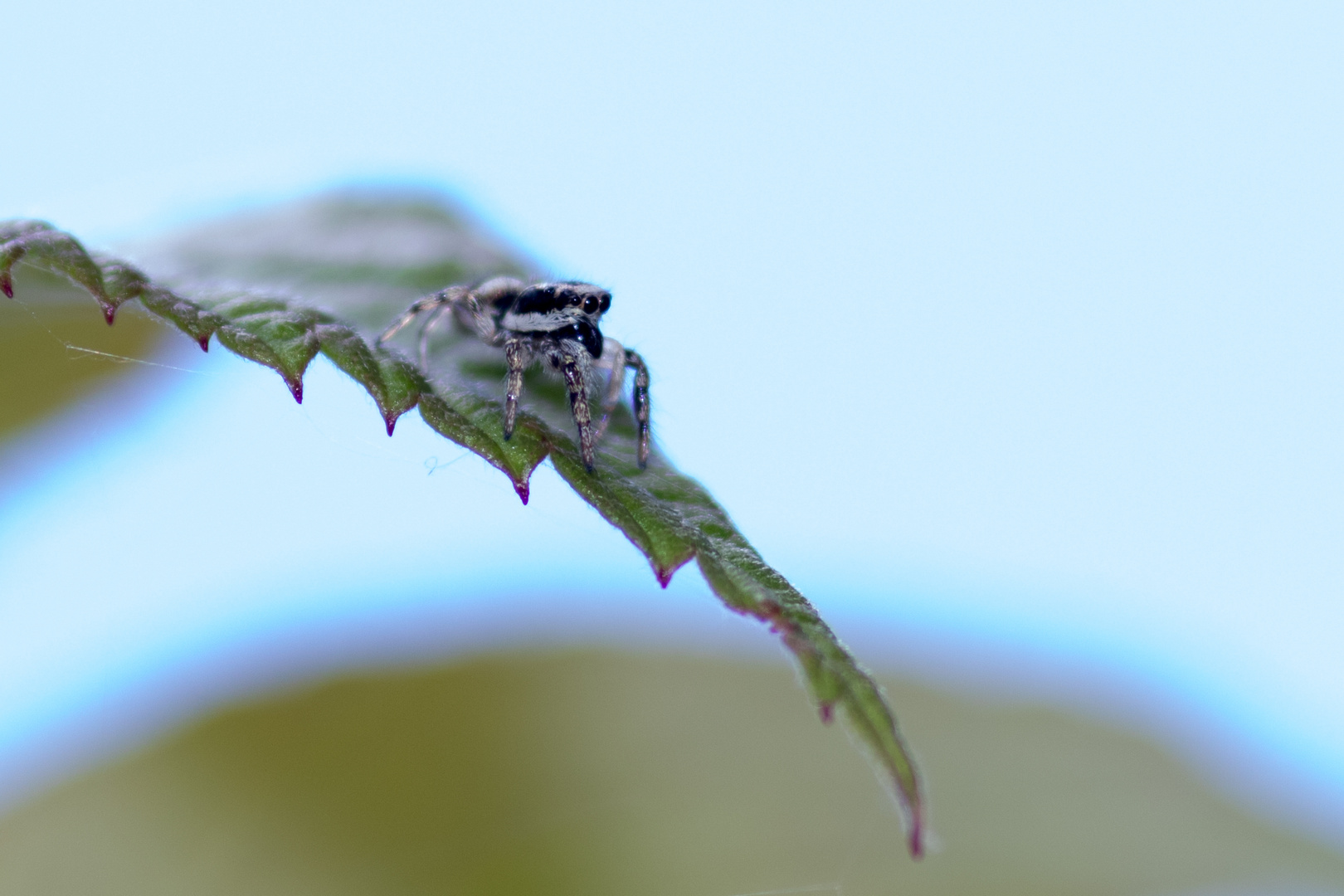 Spinne am Blatt