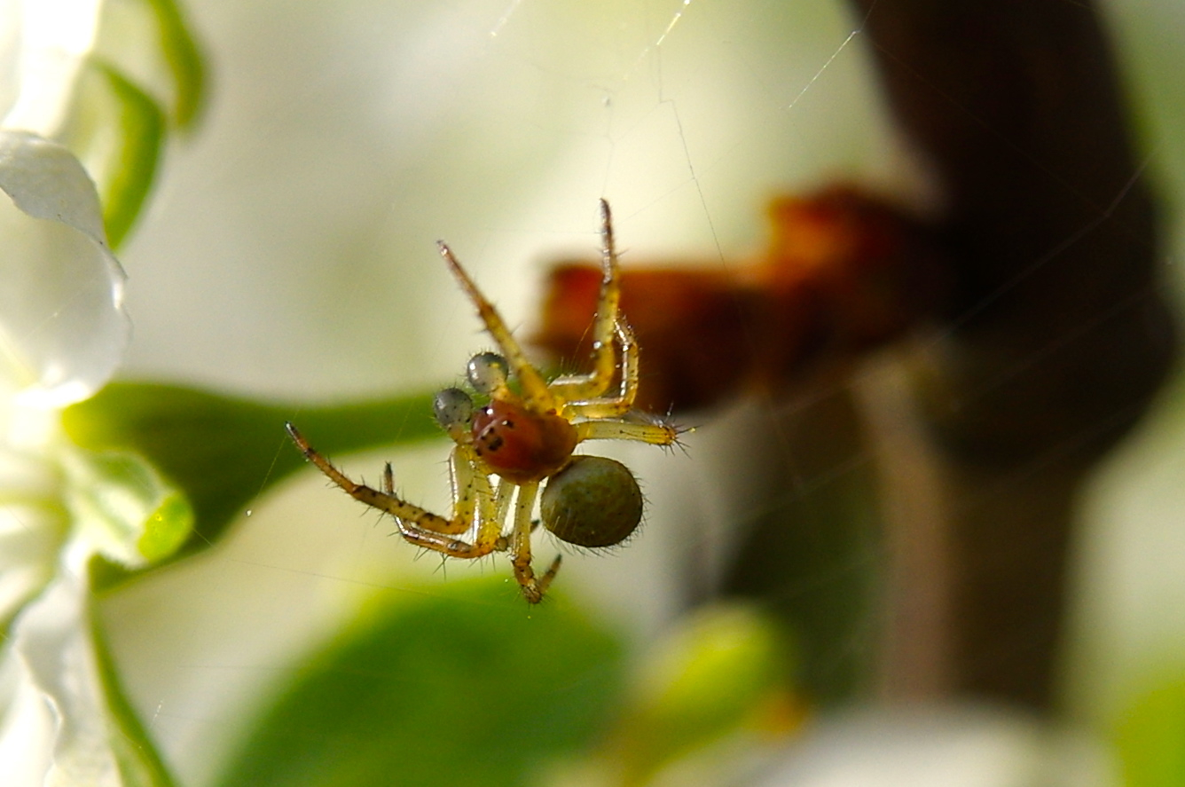 Spinne am Faden