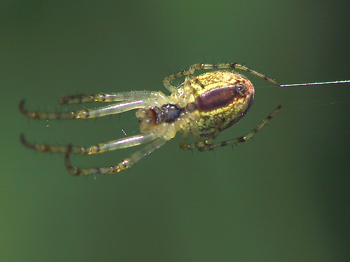 Spinne am Faden