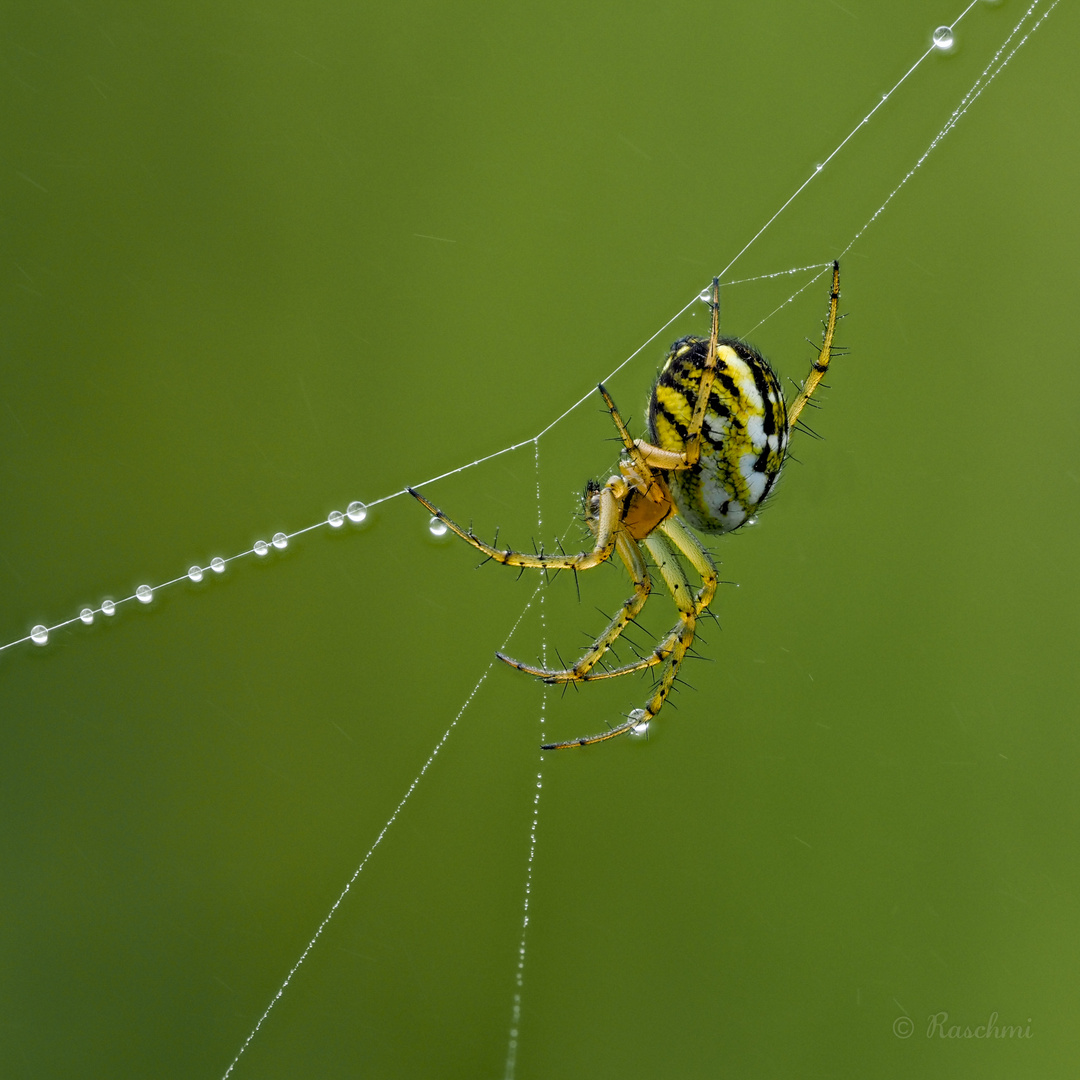 SPINNE am FADEN