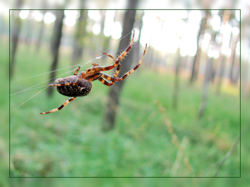 Spinne am Faden.