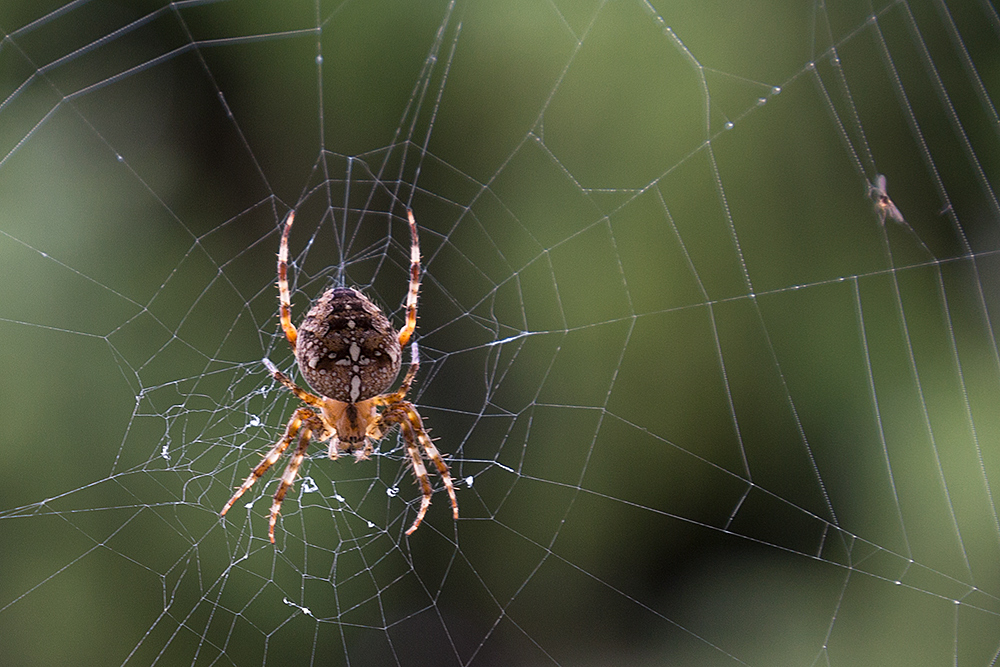 Spinne am Fenster