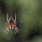 Spinne am Fenster