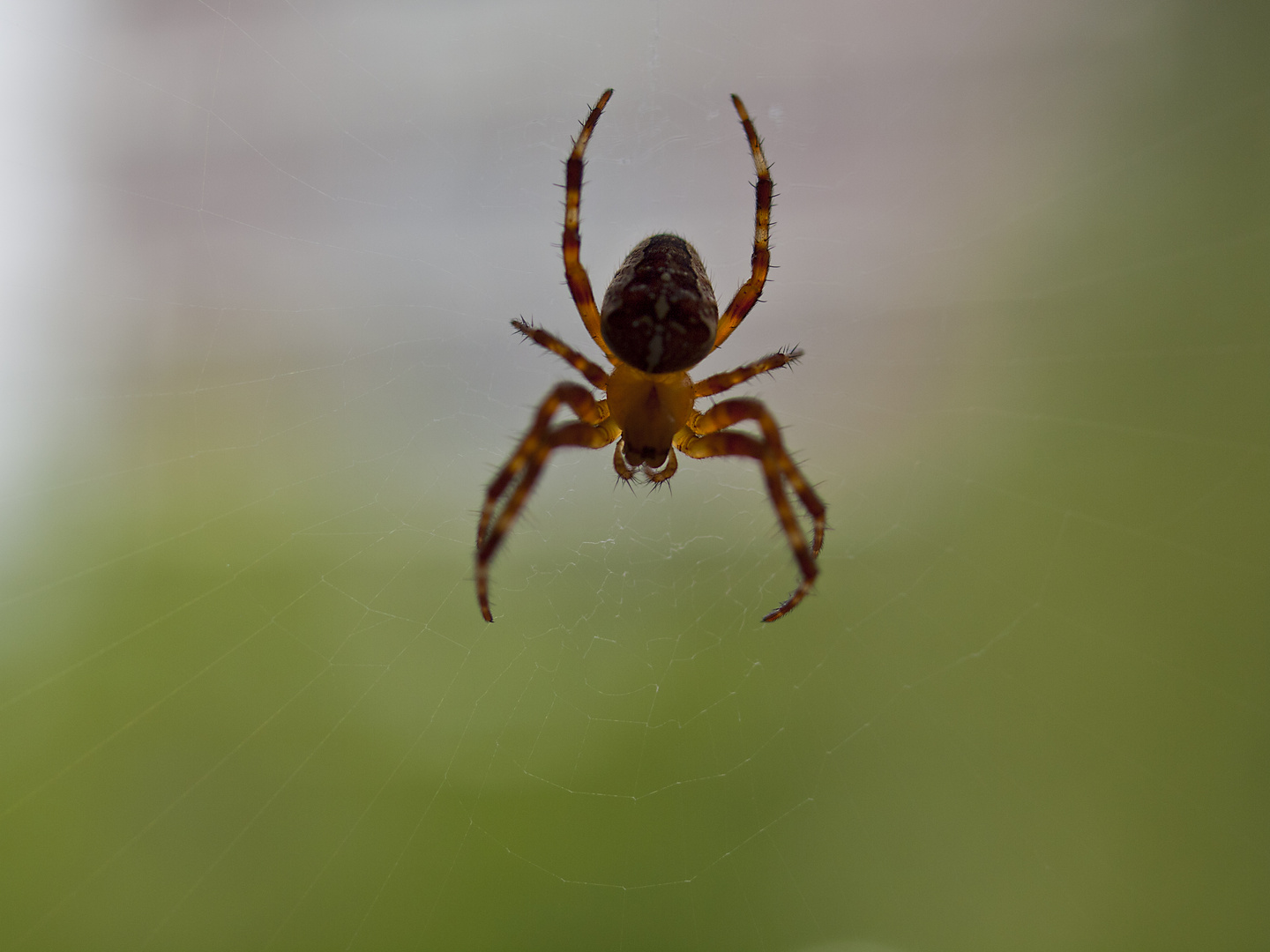 Spinne am Fenster