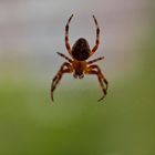 Spinne am Fenster