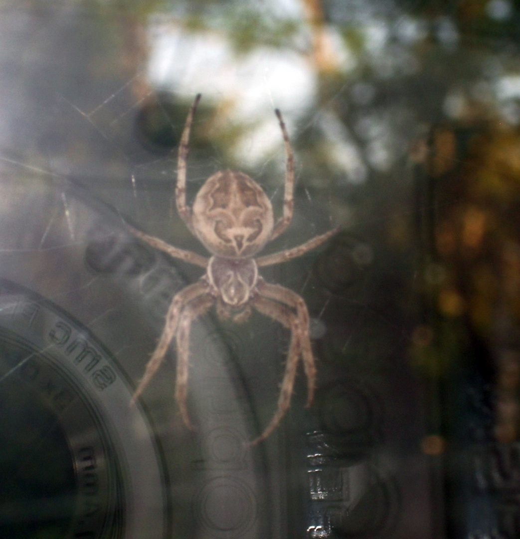 Spinne am Fenster