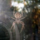 Spinne am Fenster