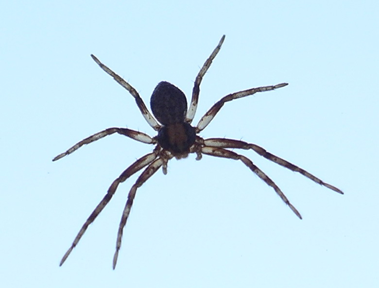 Spinne am Fenster