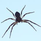 Spinne am Fenster