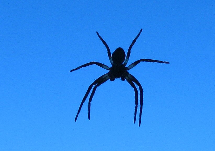 Spinne am Fenster