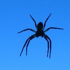 Spinne am Fenster