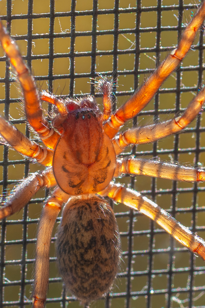 Spinne am Fliegengitter