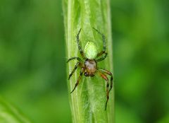 Spinne am Freitag