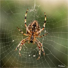 Spinne am Fressplatz