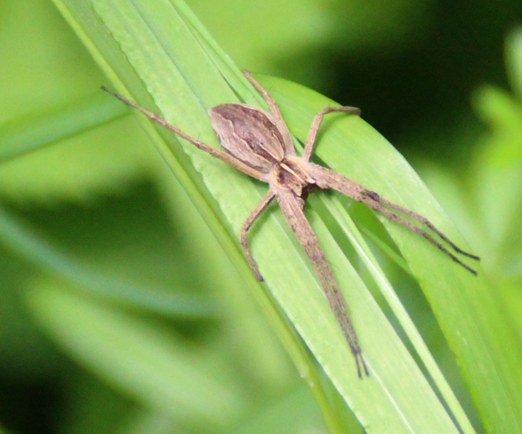  Spinne am Grashalm