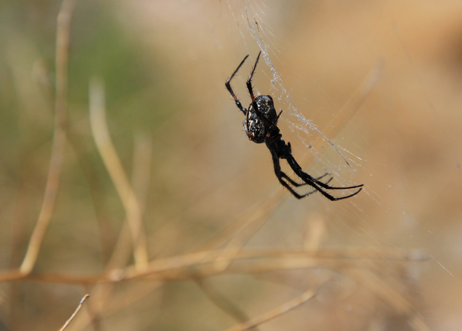 Spinne am Great Salt Lake