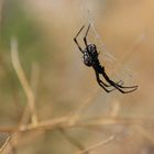 Spinne am Great Salt Lake