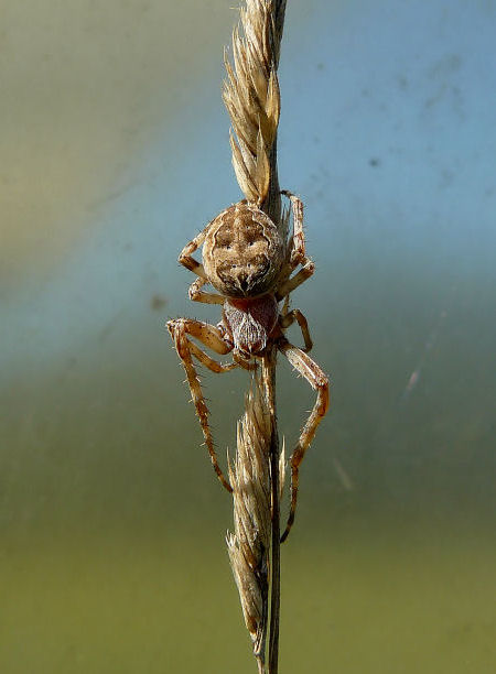 Spinne am Halm