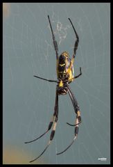 Spinne am Hang vor Tal-2