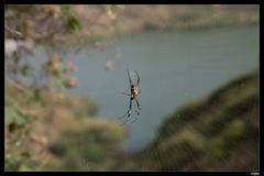 Spinne am Hang vor Tal