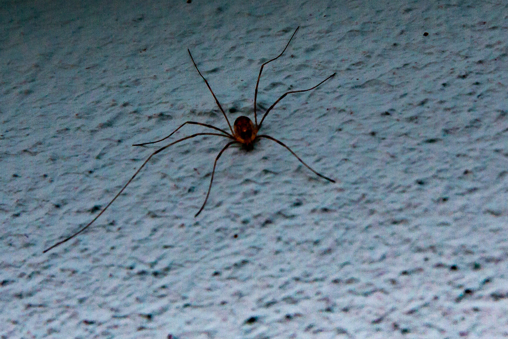 Spinne am Haus...