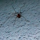 Spinne am Haus...