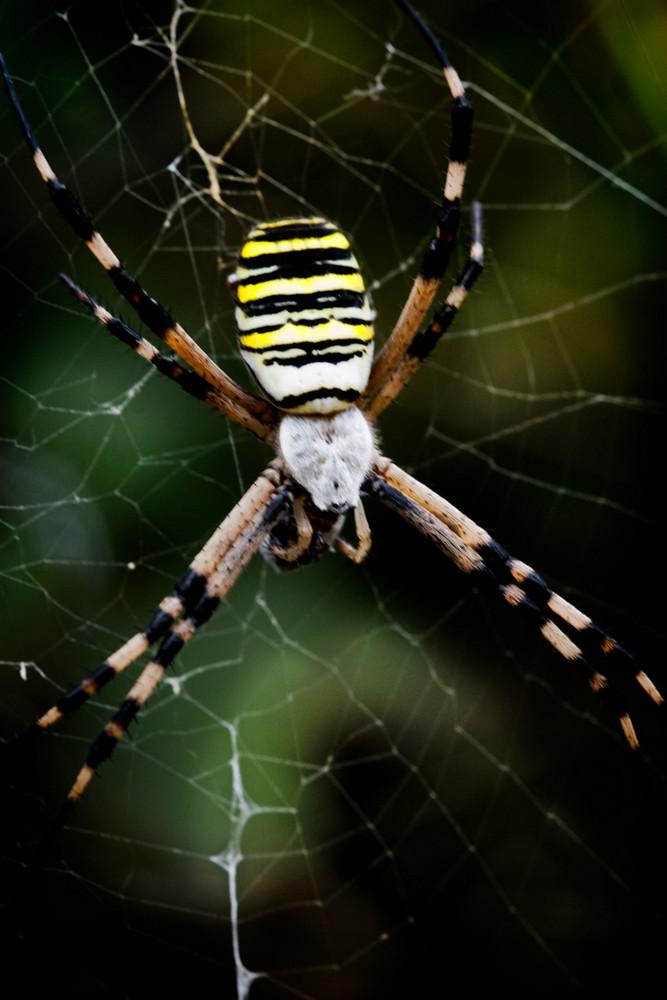 Spinne am Mittag...