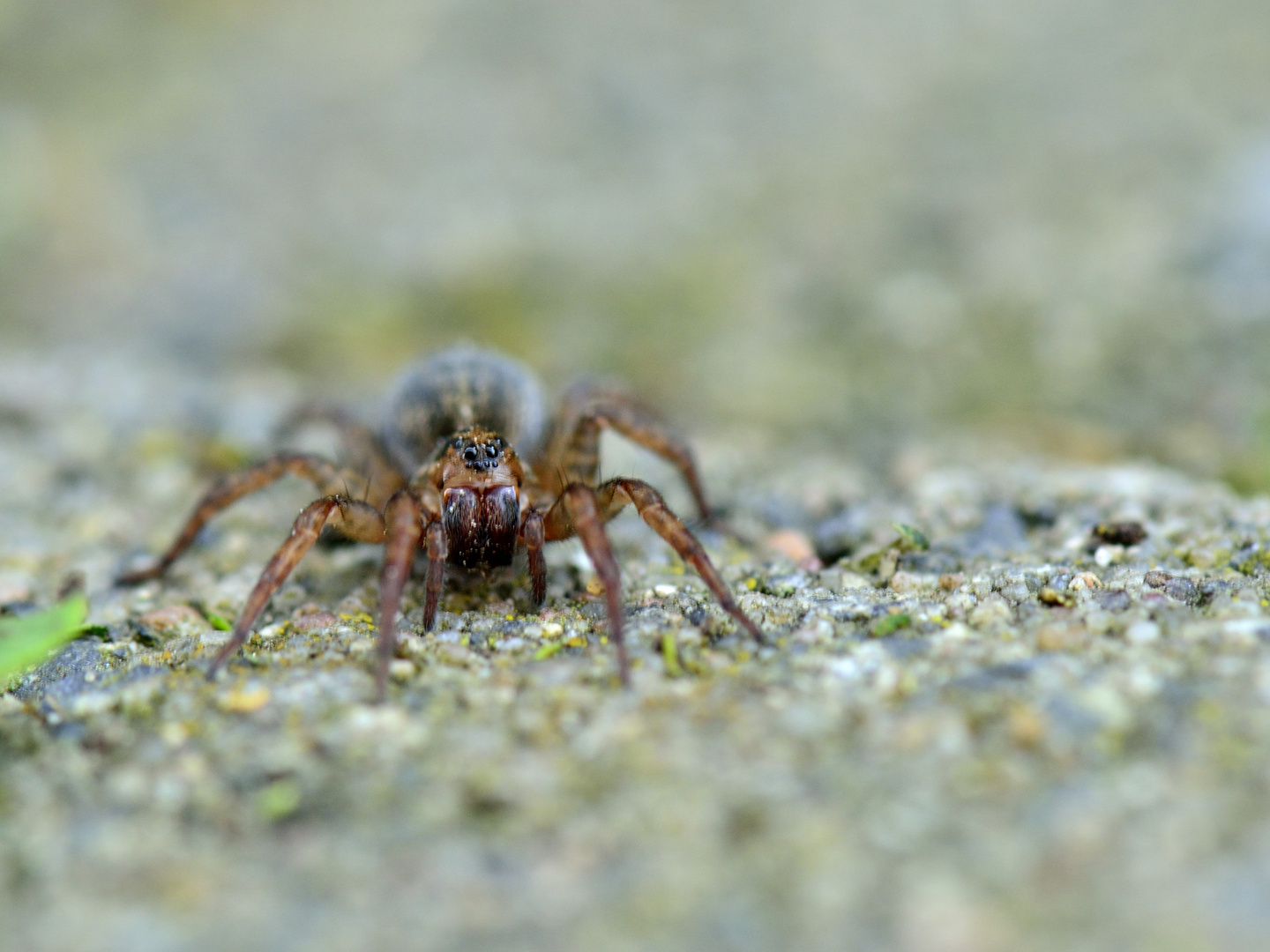 Spinne am Mittag...