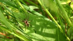 Spinne am Mittag, bringt Glück am Drittag